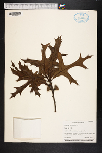 Quercus laevis image