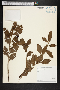 Quercus virginiana image