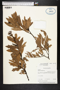 Quercus virginiana image