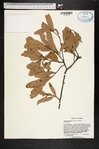 Quercus virginiana image