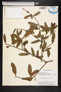 Quercus virginiana image