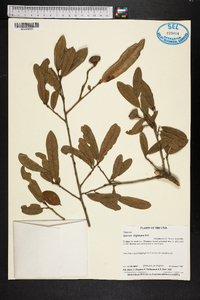 Quercus virginiana image