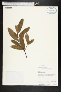 Quercus pumila image