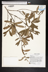 Quercus pumila image