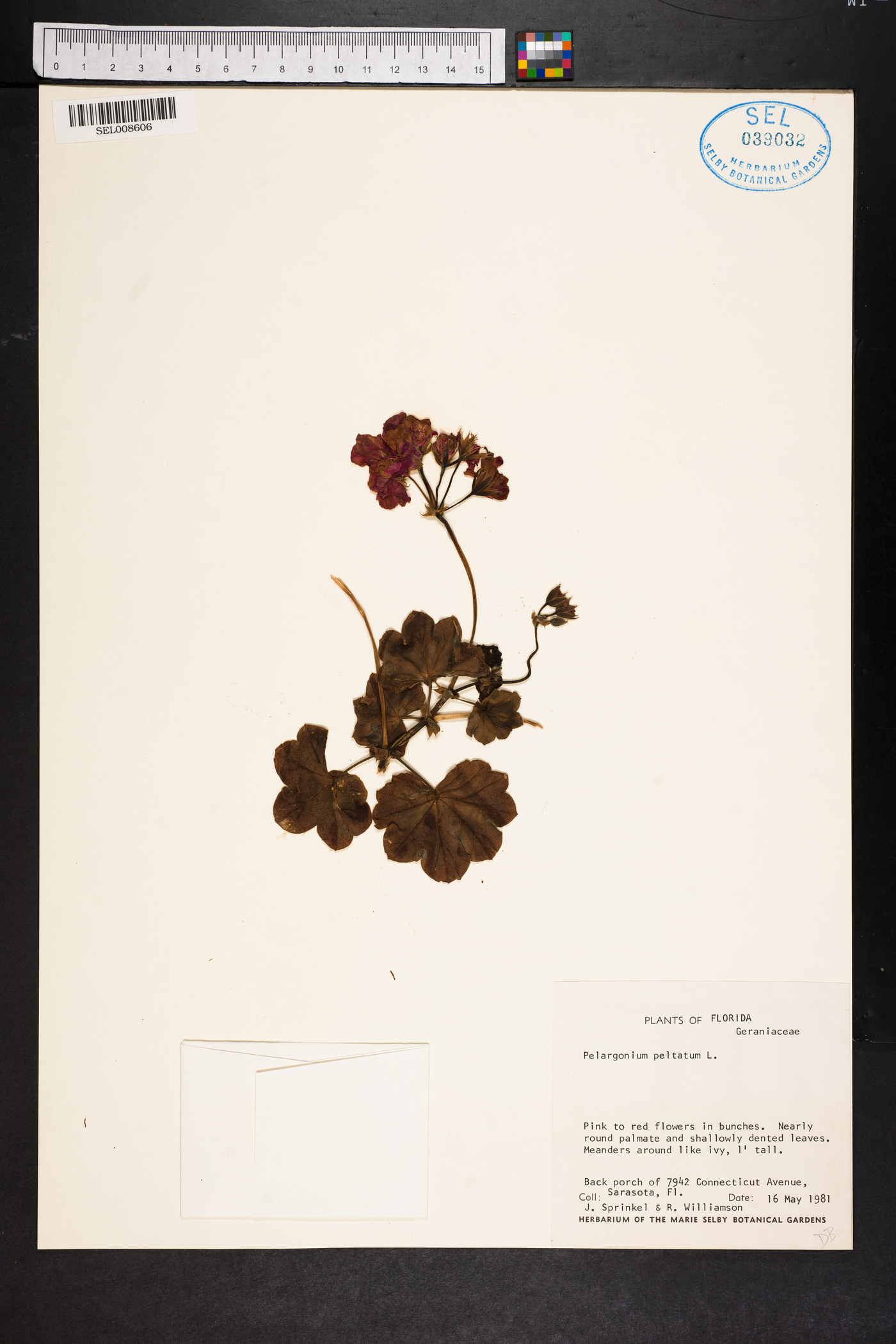 Pelargonium peltatum image