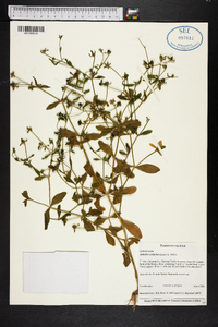 Sabatia calycina image