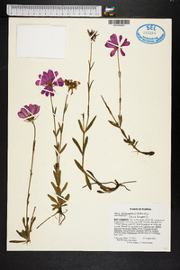 Sabatia dodecandra image