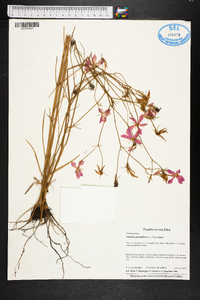 Sabatia grandiflora image