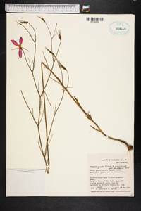 Sabatia grandiflora image