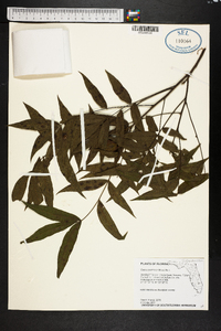 Carya aquatica image