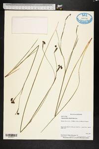 Sisyrinchium atlanticum image