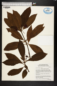 Illicium floridanum image