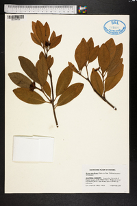 Illicium floridanum image