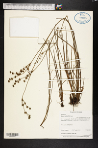 Juncus scirpoides image