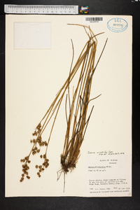 Juncus scirpoides image