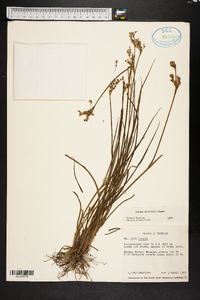 Juncus elliottii image