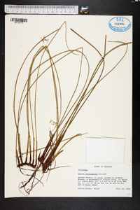 Juncus gymnocarpus image