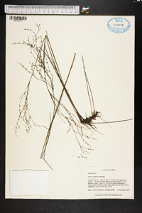 Juncus abortivus image