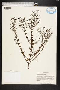 Trichostema suffrutescens image