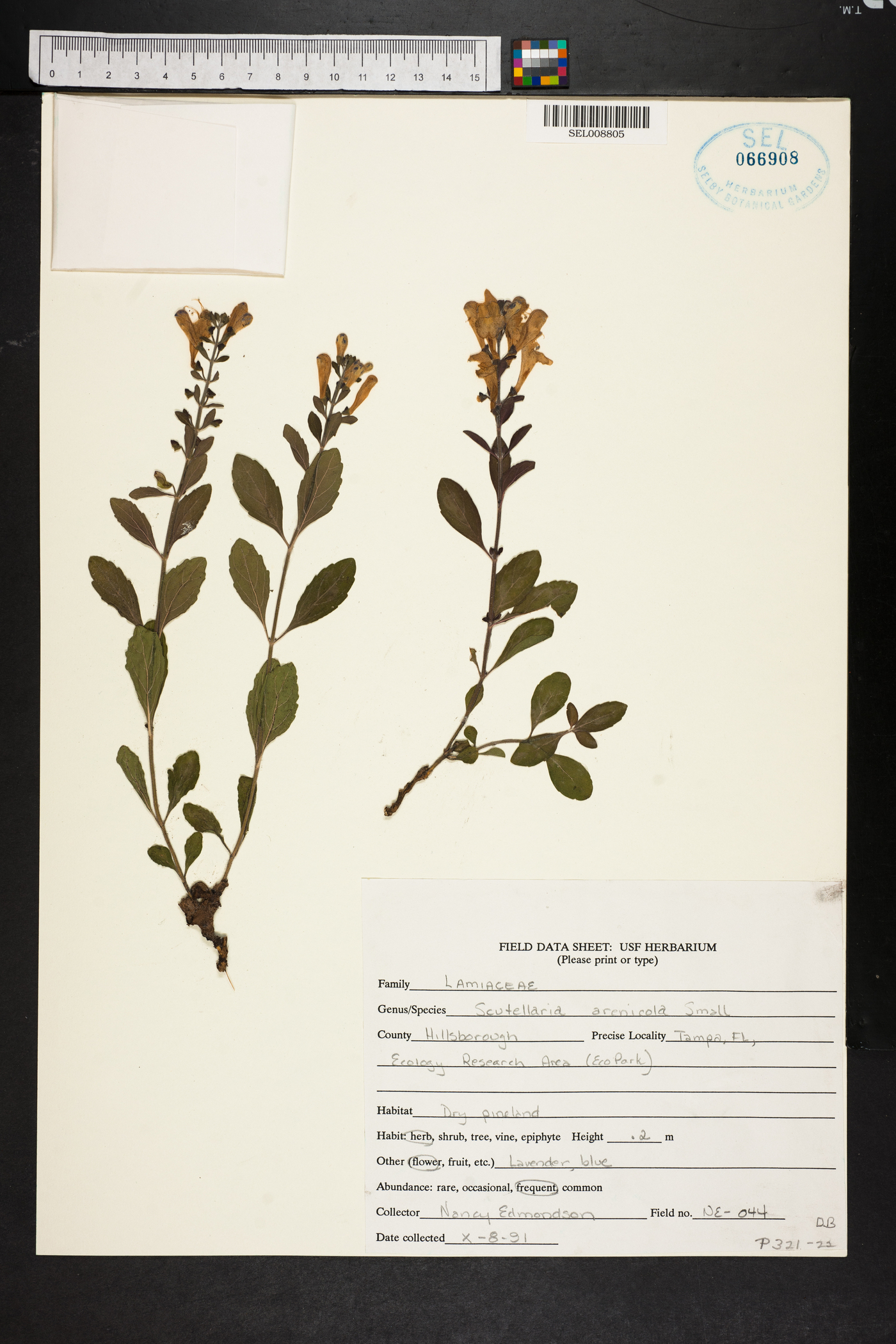 Scutellaria arenicola image