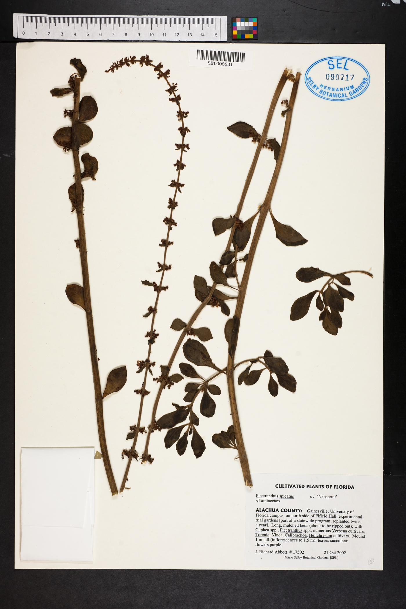 Plectranthus spicatus image