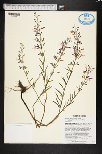 Dicerandra linearifolia image