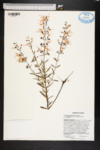 Dicerandra linearifolia image