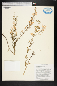 Dicerandra linearifolia var. robustior image