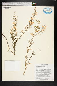 Dicerandra linearifolia image