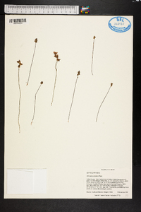 Utricularia simulans image