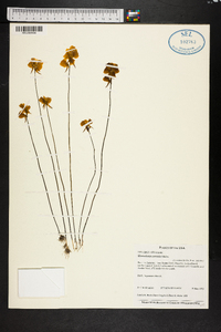 Utricularia cornuta image