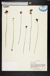 Utricularia cornuta image