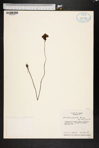 Utricularia cornuta image