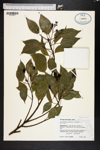 Cinnamomum camphora image