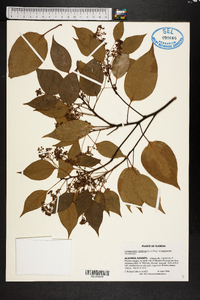 Cinnamomum camphora image