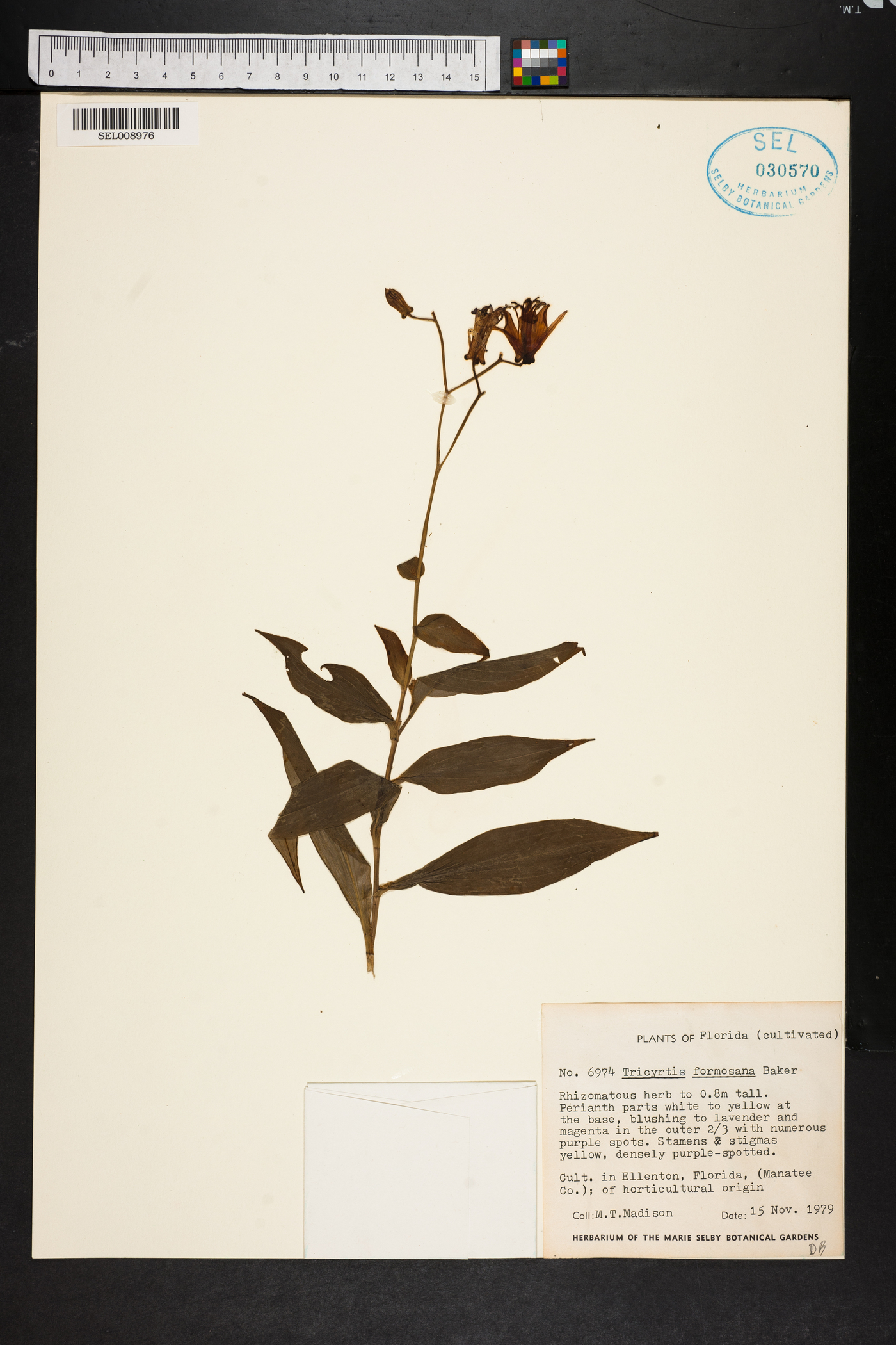 Tricyrtis formosana image