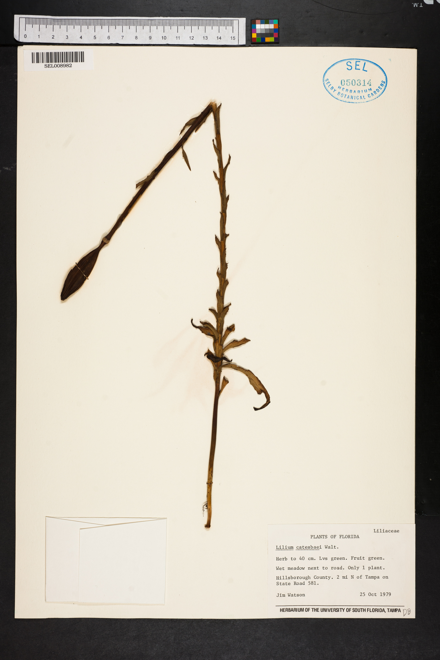 Lilium catesbaei image