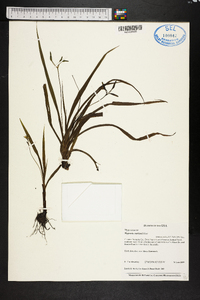 Hypoxis curtissii image