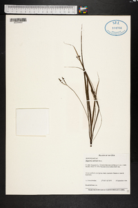 Hypoxis curtissii image