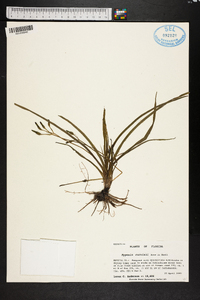 Hypoxis curtissii image