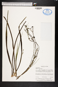 Hypoxis curtissii image