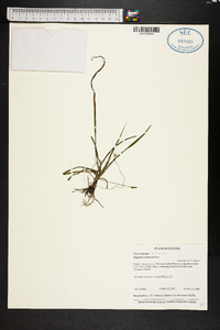 Hypoxis curtissii image