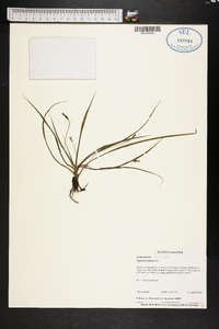 Hypoxis juncea image