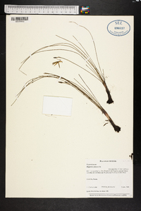 Hypoxis juncea image