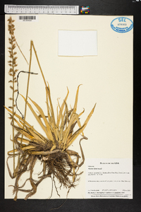 Aletris lutea image