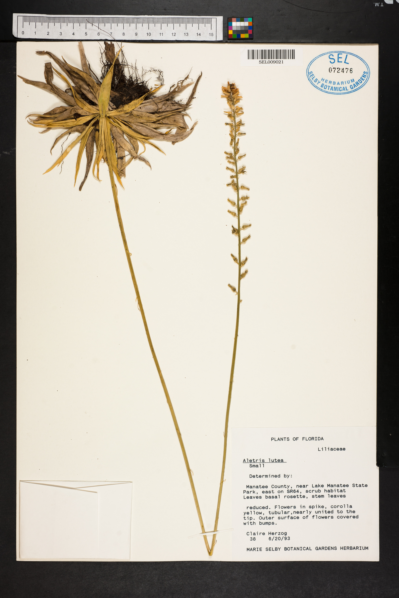 Aletris lutea image