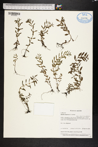 Rotala ramosior image