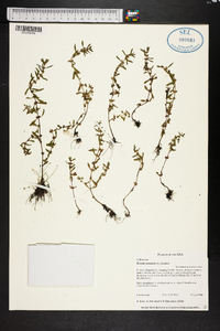 Rotala ramosior image