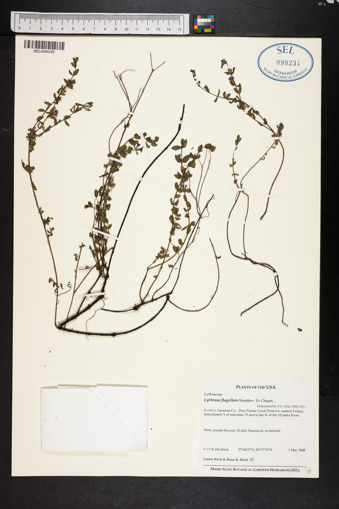 Lythrum flagellare image