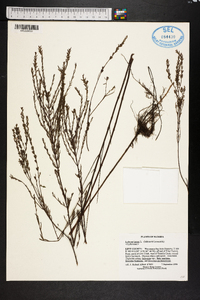 Lythrum lineare image